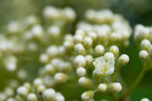 Rowan flower