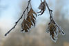 Frostiga blad