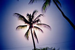 Palm i motljus