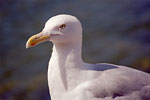 Mås